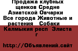 Продажа клубных щенков Средне Азиатской Овчарки - Все города Животные и растения » Собаки   . Калмыкия респ.,Элиста г.